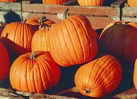 How To Tell When Pumpkins Are Ready To Harvest The Garden Of Eaden