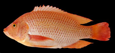 gambar ikan nila babon