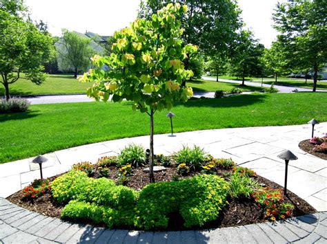 10 Best Ornamental Trees For Southeastern Pa Gardens