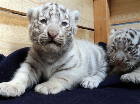 Our many sellers will come to you if you place an order saving the time surfing the there's no way to guarantee how for how long that swift spectral tiger mount will remain for sale because the number of codes to get them is limited! White Bengal tiger cubs unveiled at White Zoo in Austria ...