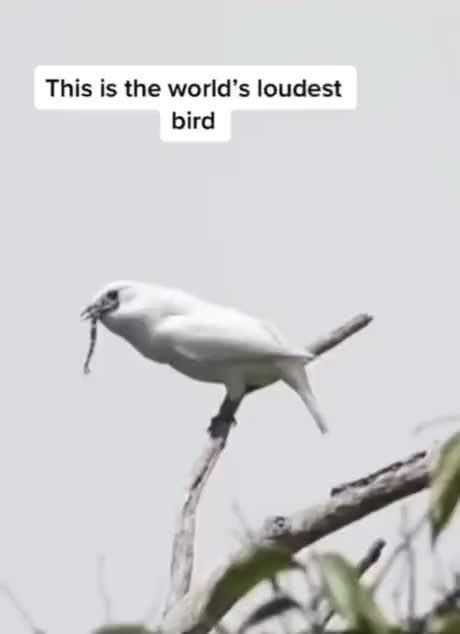 The Worlds Loudest Bird Meme By Schizoidman Memedroid