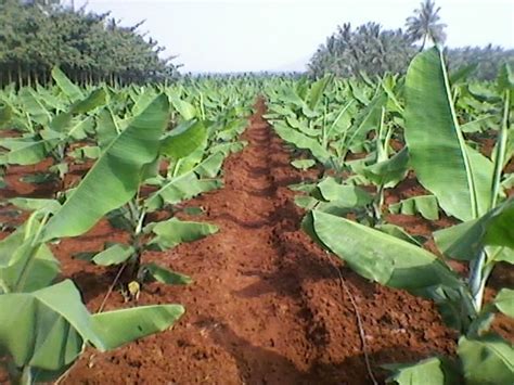 Banana Cultivation With Drip Irrigation Hortas Irrigação Agrofloresta