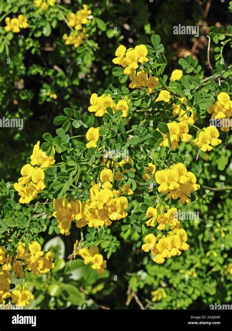Scorpion Senna Plant In Full Blooming Detail Of Leaves And Flowers