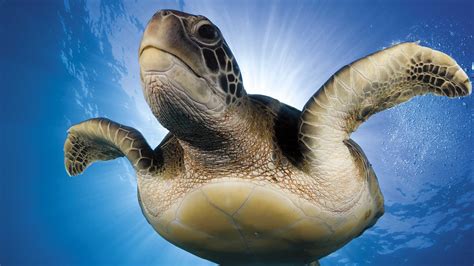 Tortoise Shell Underwater Animal Mollusk Nature Undersea Sea