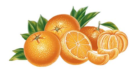 Mandarin Orange Png Pic Mandarin Orange Png Clip Art Library