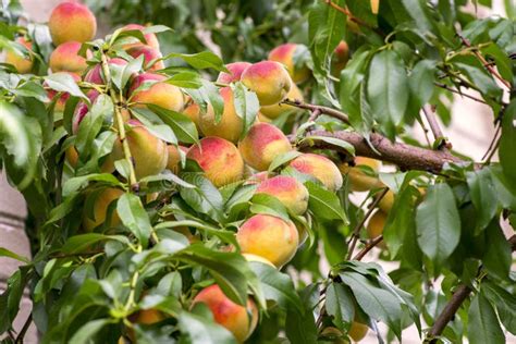 Fresh Peach Tree Peaches Ripe For Picking In A Peach Orchard Stock