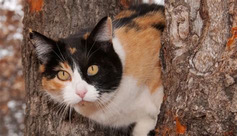 Punnetts Square The Genetics Of Calico Cats