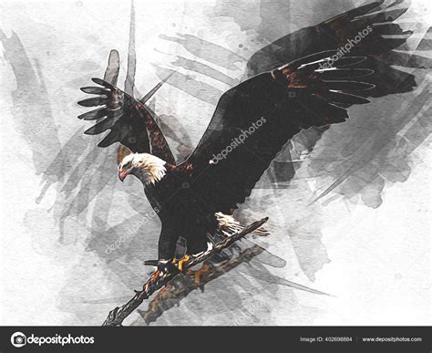 Bald Eagle Swoop Landing Hand Draw Paint White Background Illustration