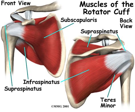 Shoulder anatomy includes the deltoid muscle, supraspinatus, infraspinatus and subscapularis. The rotator cuff is not a muscle | b-reddy.org