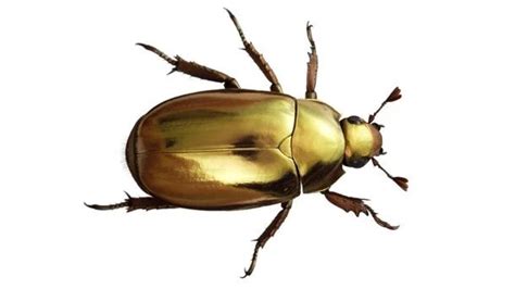 Secret Of Why Jewel Scarab Beetles Look Like Pure Gold