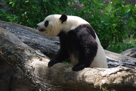 Panda 9 Smithsonian National Zoological Park National Zoo Flickr