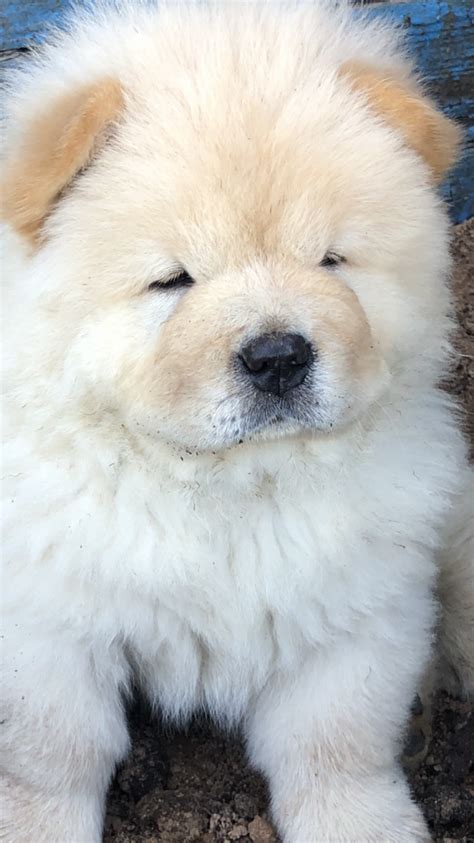 Puppies st pete puppies for sale. Chow Chow for sale in the city of St. Petersburg (Russian ...