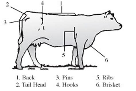 In breeding animals (cows, heifers and bulls), body condition is closely related to the for the following steps in this article, you are free to use whatever score you like, though the canadian score will be used below. 7 best Body Condition Scoring images on Pinterest | Animal ...