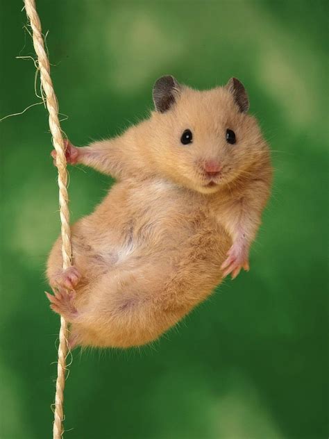Golden Hamster Cute Hamsters Cute Animals Funny Hamsters