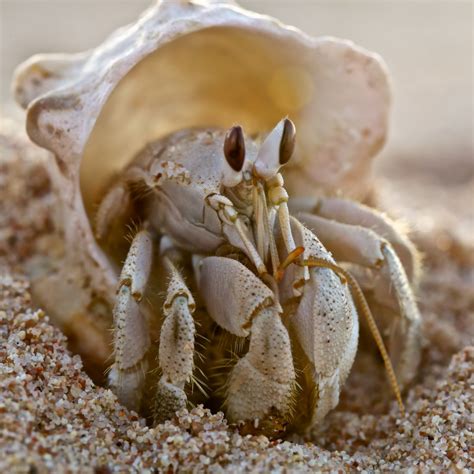 Can You Eat Hermit Crabs Everything Explained Tastylicious