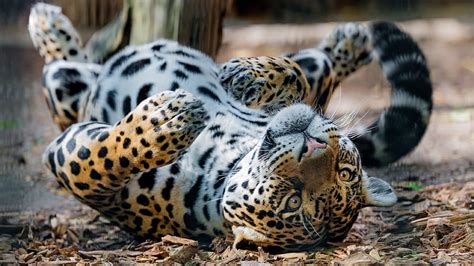 Jaguar Big Cats Playful Lying Down Predator Animal Hd Wallpaper