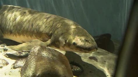 Worlds Oldest Living Aquarium Fish Named Methuselah Lives In San