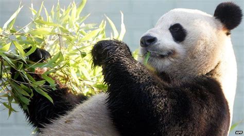 Chinas New Phase Of Panda Diplomacy Bbc News