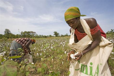 Cotton Made In Africa Arbeitet Mit Kleinbauern In Simbabwe Zusammen CmiA