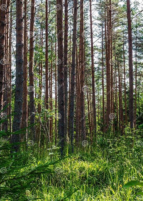 Slender Pine Trees Under The Skylight Stock Photo Image Of Green