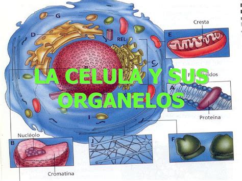 Organelos De La Celula