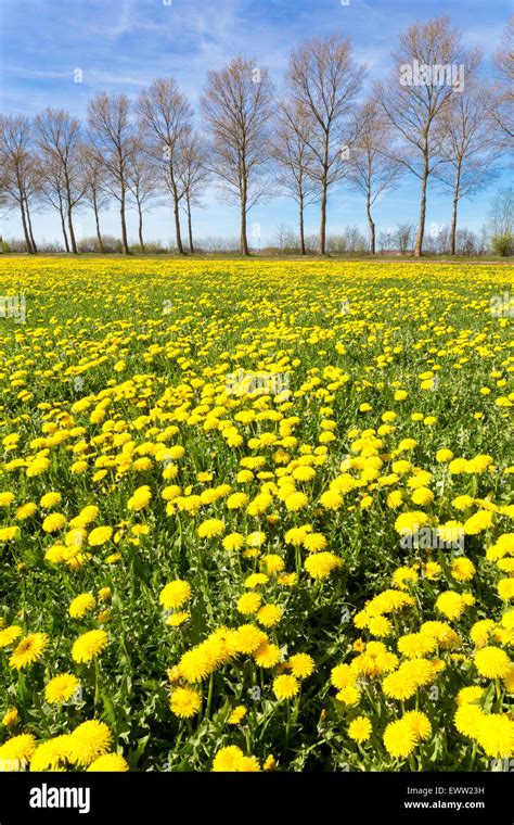 Field Of Yellow Dandelions In Green Meadow With Tree Line And Blue Sky