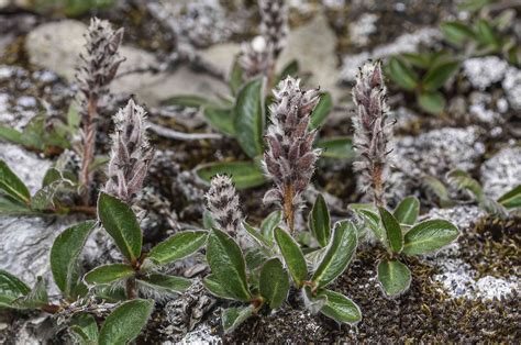 15 Unique Types Of Tundra Plants