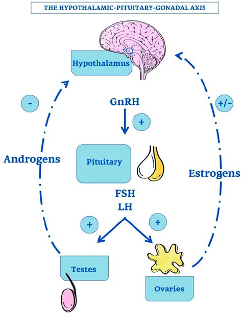 The Hypothalamic Pituitary Gonadal Axis Schematic Representation Of