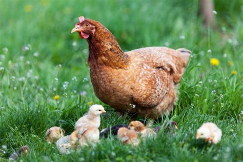 Chicken With Babies Farm Safety Nova Scotia Safe Farming Safe