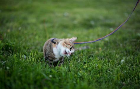 Meskipun dikenal sebagai jenis hewan karnivor, sebagian besar kucing diketahui sangat namun apakah hal ini normal dan aman bagi kucing untuk makan rumput? Mengapa Kucing Suka Makan Rumput? Ini Alasannya ...