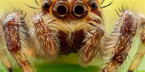 Creepy Crawly Spider Facts Joe Vella Insurance Brokers