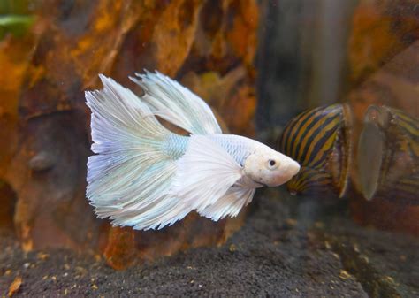 If we don't, ask away in the giving your betta living food is a very natural, healthy option for your fish, but it can also pose a risk. Kampffisch Haltung im Aquarium - zooplus Aquaristik Magazin