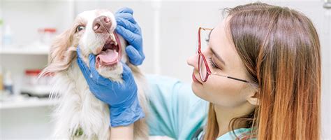 dentistry education for patients and practices today s veterinary nurse
