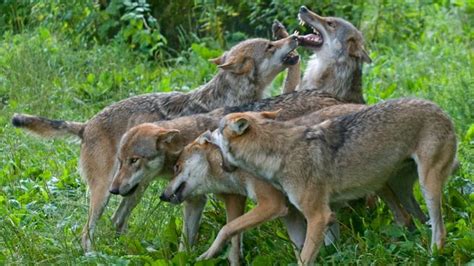 Bbc Earth The Hyena That Made Its Home In A Wolf Pack