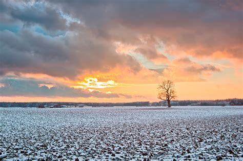 Oak Tree On Snowy Fields At Sunset Free Photo Download Freeimages