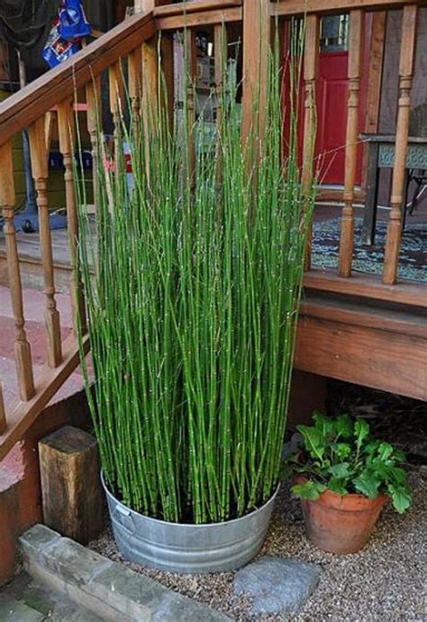 15 Horsetail Reed Grass Looks Like Mini Bamboo Equisetum Etsy