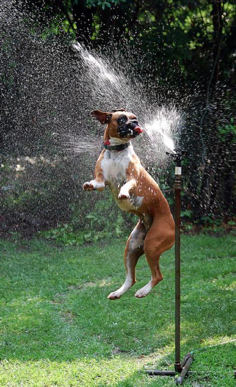 16 Reasons Boxers Are Not The Friendly Dogs Everyone Says They Are