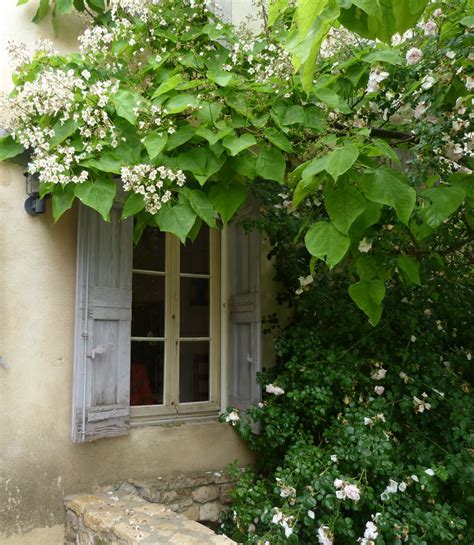 I live these trees their orchid flowers bllom in heat of the summer and there tropical leaves are suggestive of lush landscapes yet theg thrive here in. Deborah Lawrenson: The catalpa tree blossoms