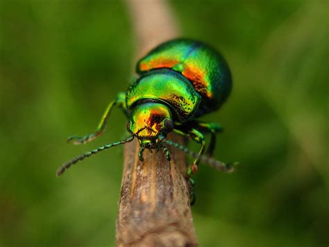 Metallic Green Beetle Flickr Photo Sharing