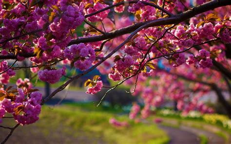 1920x1200 Px Depth Of Field Flowers Nature Pink Trees Anime Galaxy