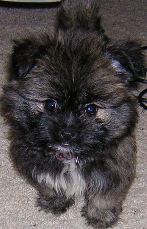 Shih Tzu Pomeranian Mix Puppies For Sale Zoe Fans Blog Pomeranian