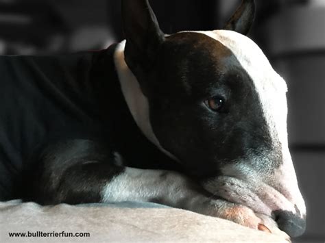 How To Identify Skin Allergies In Your Bull Terrier And How To Handle Them