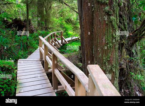 Wooden Path Through Rainforest Rainforest Trail Pacific Rim National