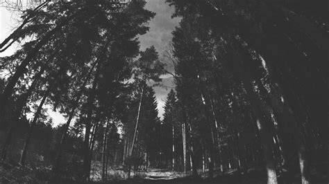 Wallpaper Nature Trees Forest Monochrome Dark Outdoors 6000x3376