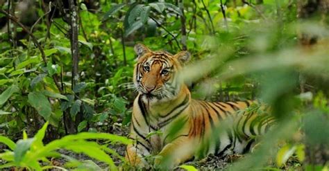 Bardiya Jungle Safari 03 Nights 04 Days Wildlife Tour Prices And Itinerary