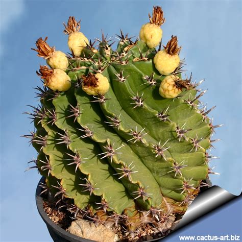 After having rest in that area for a long time afterwards you will still remember its beauty and magical peaceful impact of local nature: Ferocactus horridus var. brevispina