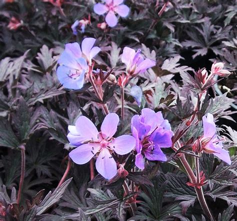 Geranium Pratense Dark Reiter Seedscape