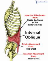 Pictures of Internal Oblique Muscle Exercises