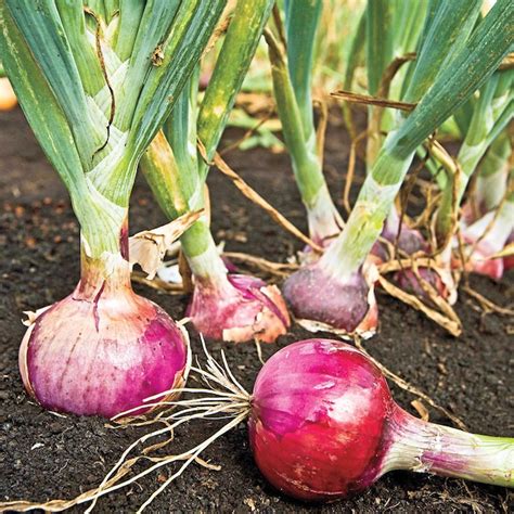 Gurneys Seed And Nursery Red Candy Apple Onion Plants Live Bareroot