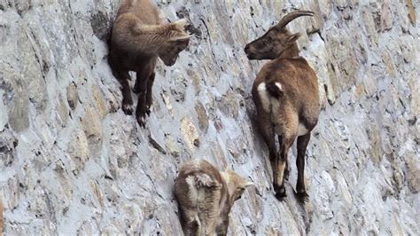 Watch Crazy Goat Climbing On Steep Walls Gripped Magazine